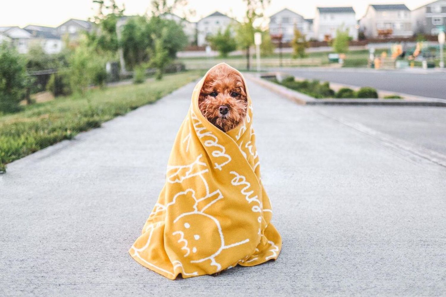 Personalized Knitted Name Blanket For Pets in Mustard Colour with White Font
