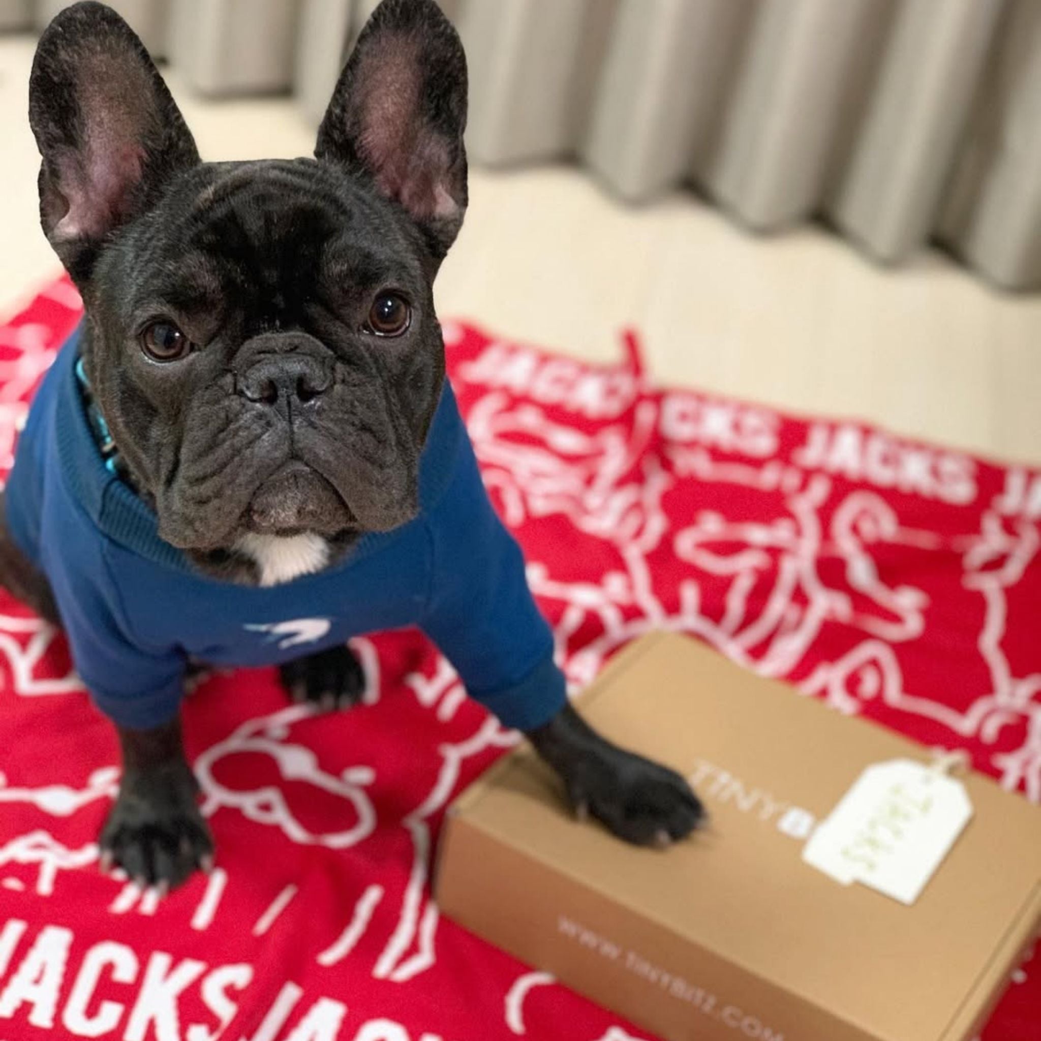 Personalised pet blanket for Frenchie in red and white knitted cotton, custom dog blanket by TinyBitz, styled on modern wooden dog bed.