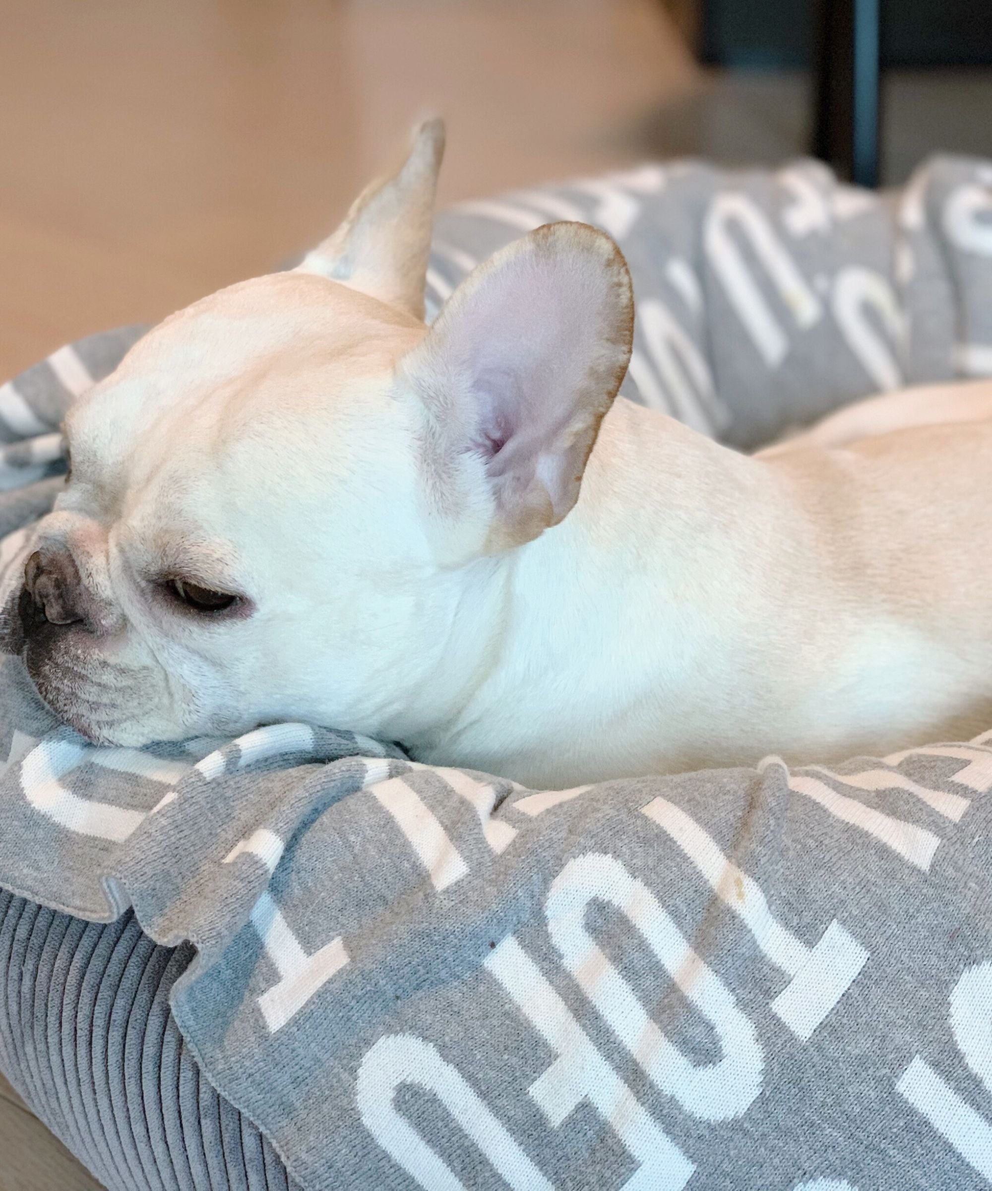 Personalized Blanket for Pets (Light Grey Background)