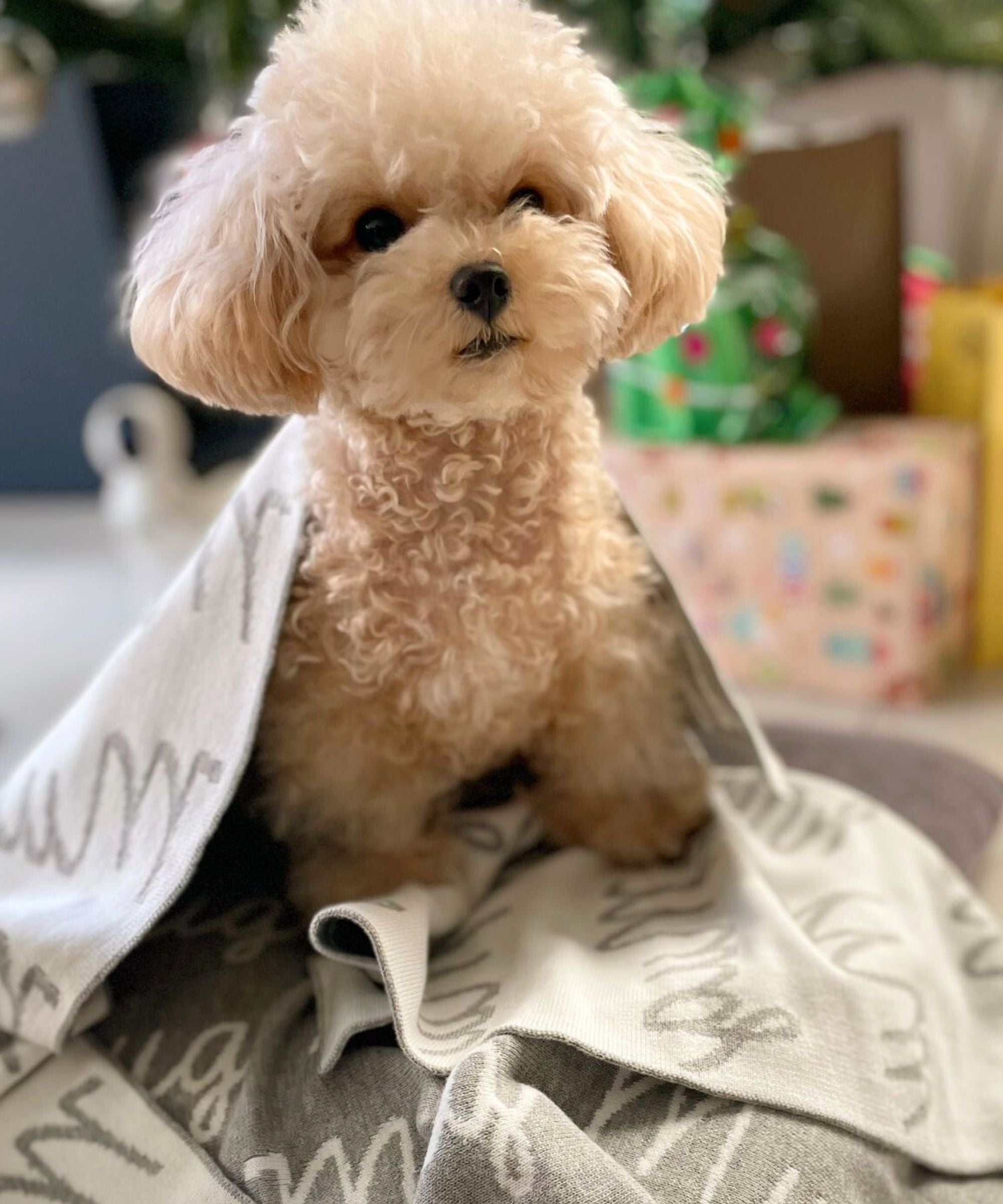 Personalized Blanket for Pets (Light Grey Background)