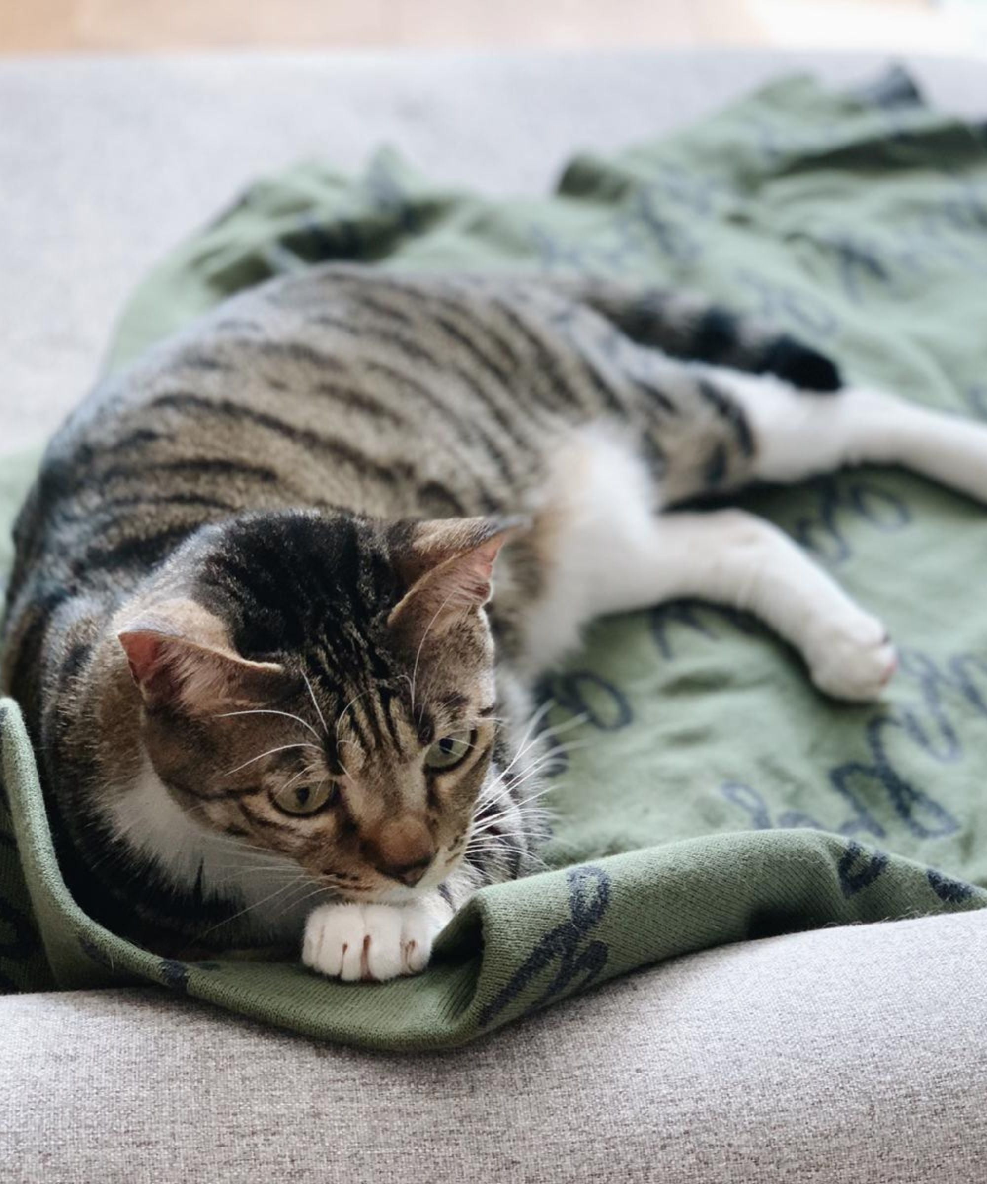 Personalized Blanket for Pets (Army Green Background)