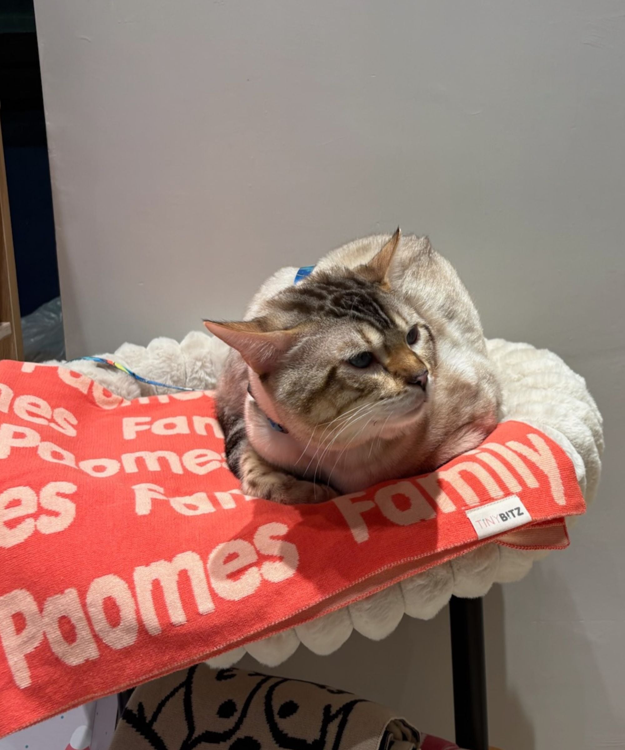 Personalized Blanket for Pets (Coral Background)