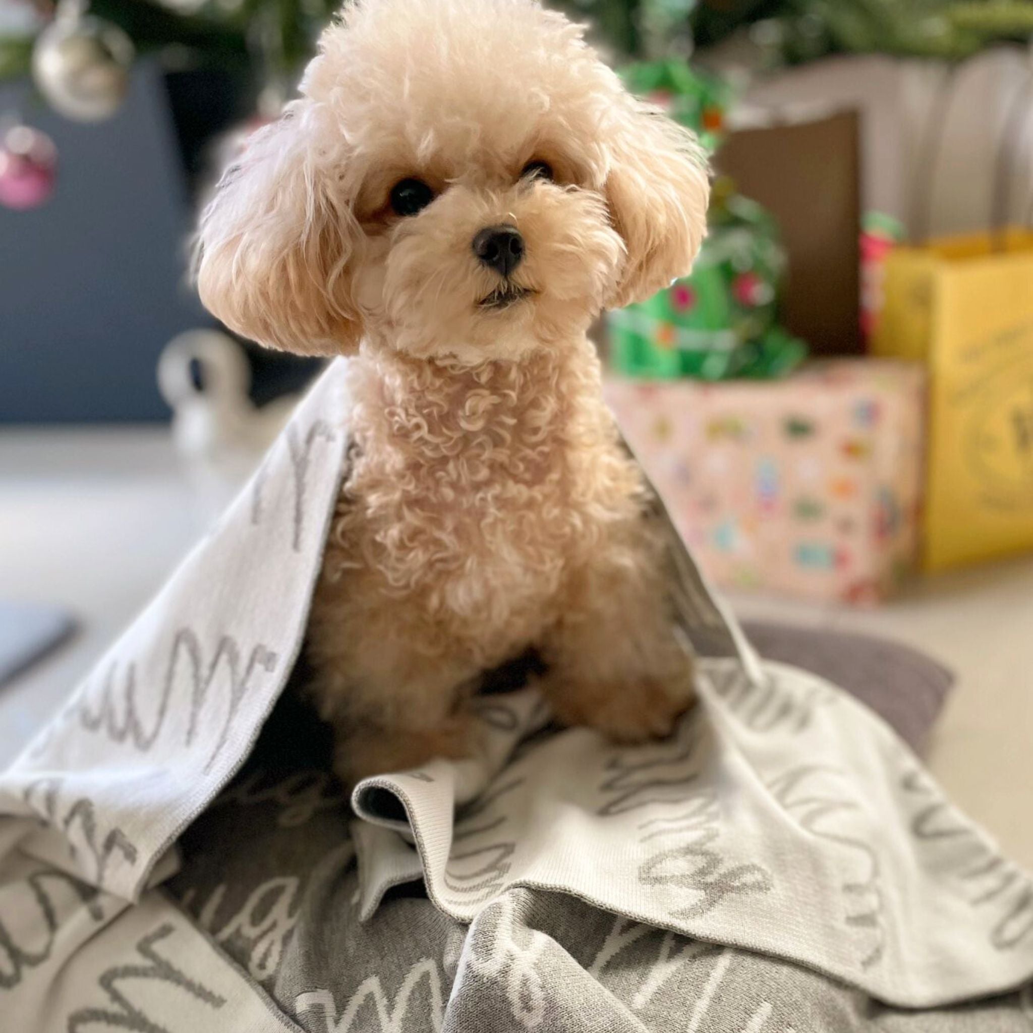 Personalised pet blanket in light grey and white knitted cotton, custom dog blanket by TinyBitz, styled on modern wooden dog bed.