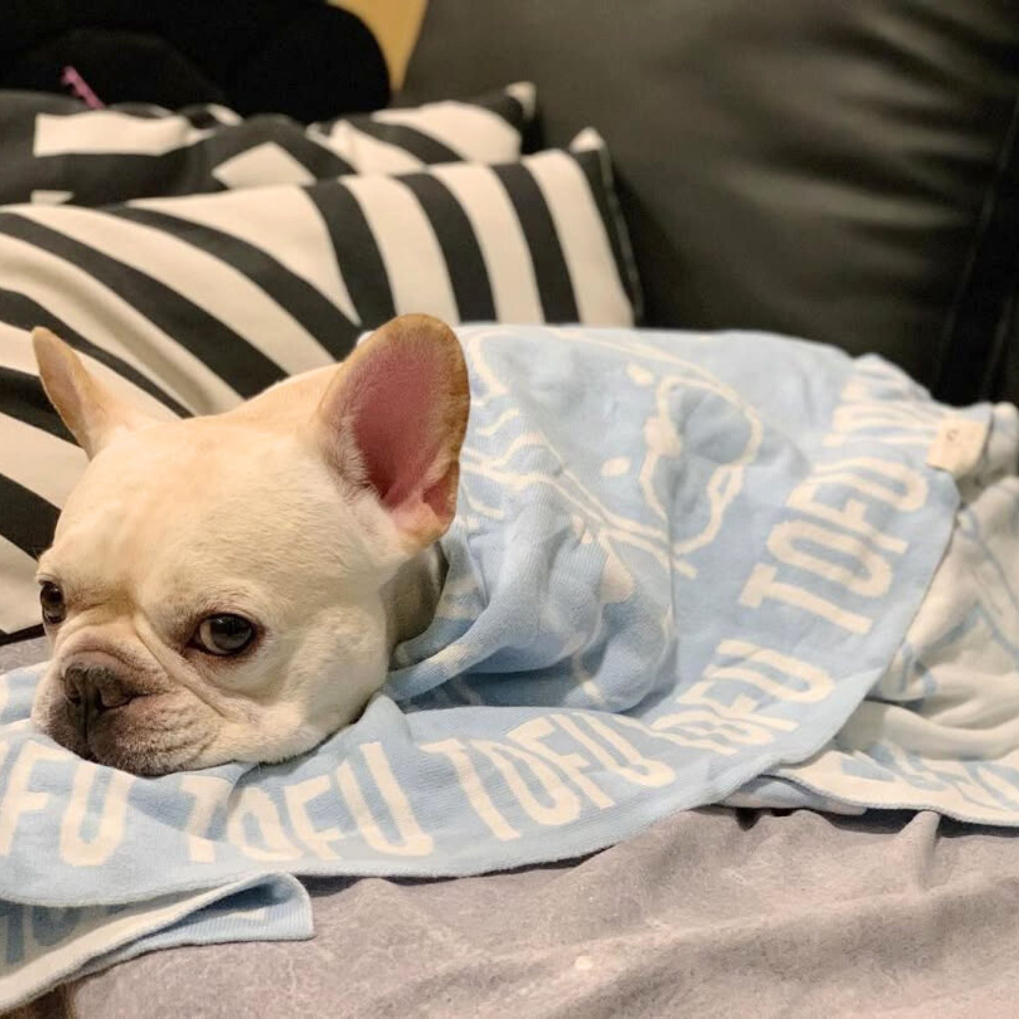 Personalised pet blanket for Frenchie in light blue and white knitted cotton, custom dog blanket by TinyBitz.