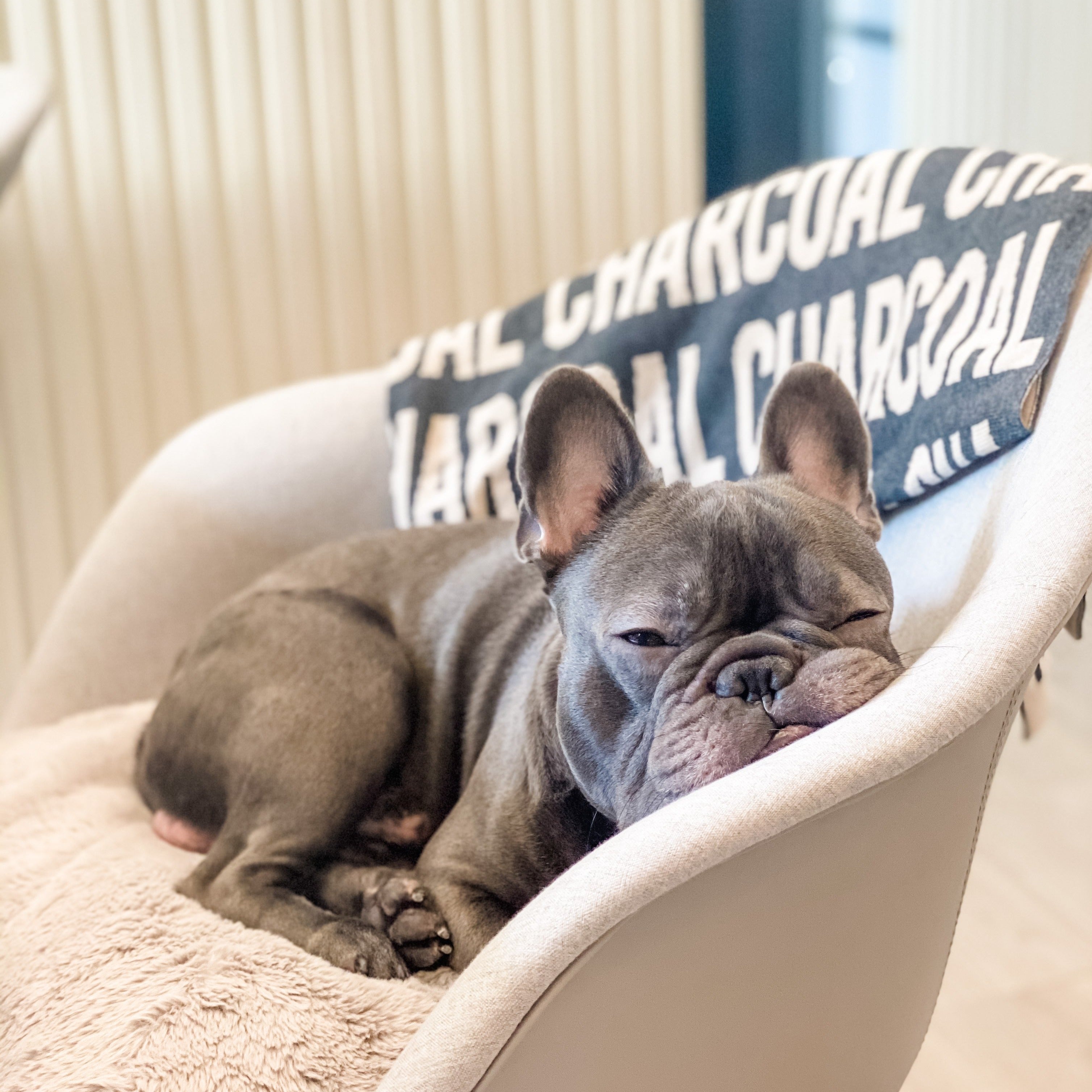 Personalised pet blanket in charcoal and oatmeal knitted cotton, custom dog blanket by TinyBitz, styled on modern wooden dog bed.