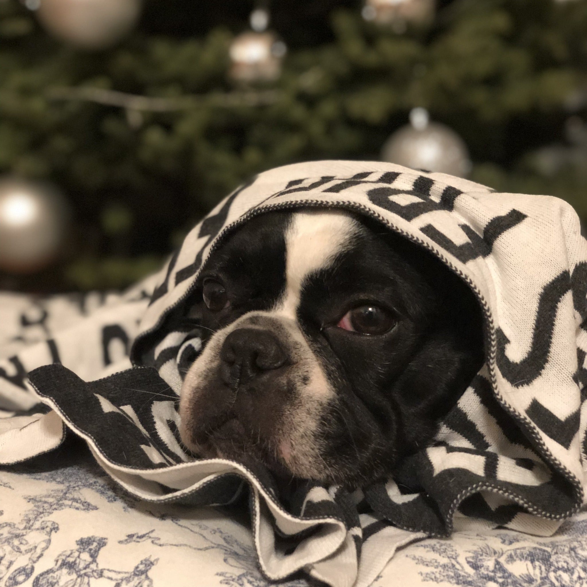 Personalised pet blanket in white and charcoal knitted cotton, custom dog blanket by TinyBitz, styled on modern wooden dog bed.